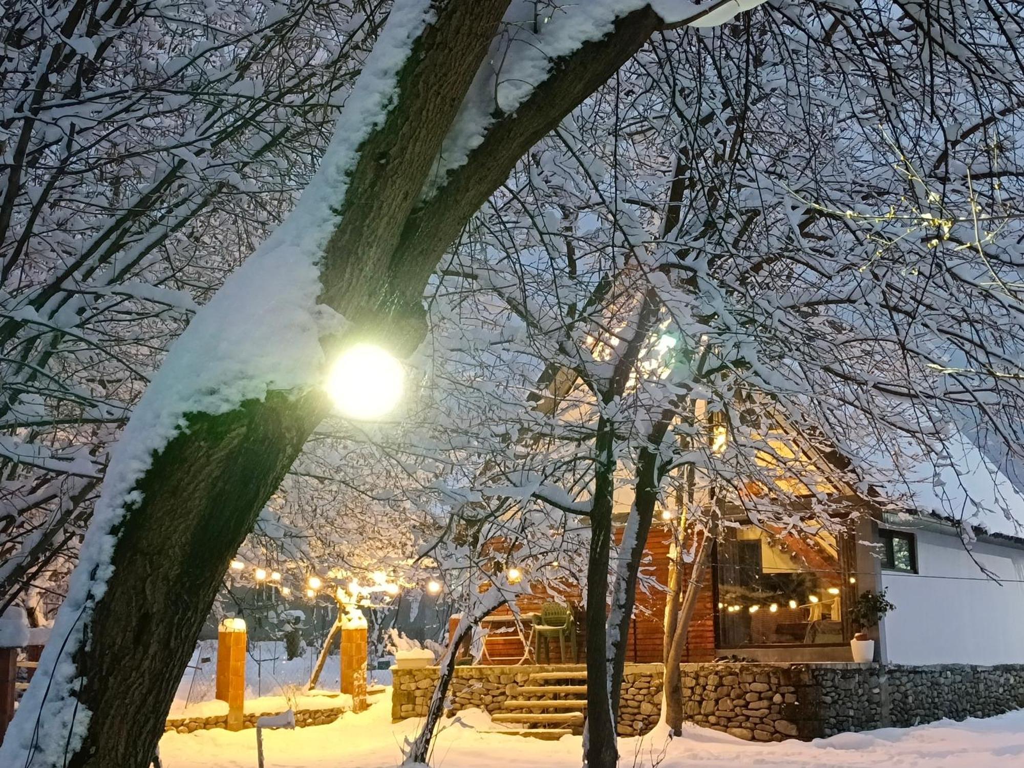 Woodland Paradise Gabala Bagian luar foto